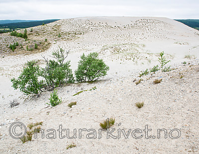 BB 15 0408 / Betula pubescens / Bjørk